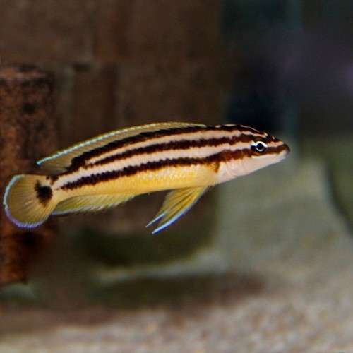 Julidochromis ornatus - Ornatus 4-5 cm